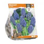 Baltus Muscari Blue Spike bloembollen per 10 stuks